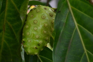 Noni fruit herbal medicines / fresh noni on tree
