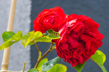 red glowing roses (rosales)  in bright sunshine