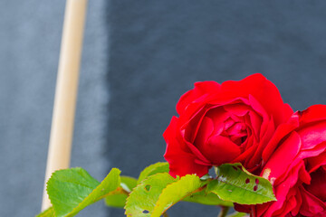 red glowing roses (rosales)  in bright sunshine