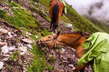 horses resting and eating in the mountains