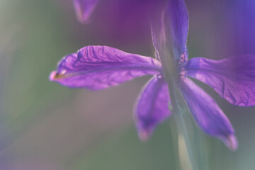 Close up of delicate blue purple colored bluebells in green grass in May, spring. Close-up shot