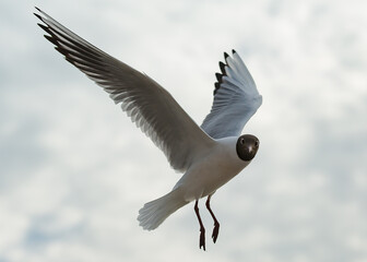 seagull in flight