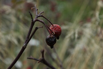 red berries on a branch