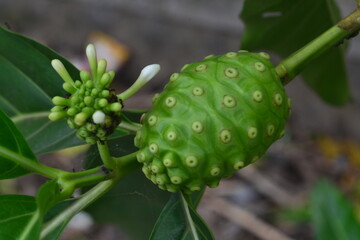 Noni fruit herbal medicines / fresh noni on tree
