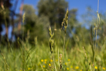 spikelets of grass grow in the forest in summer