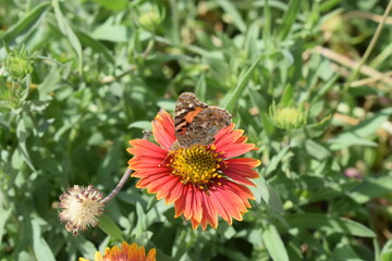 butterfly on flower