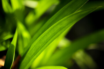 fragrant pandan leaves for natural food flavoring