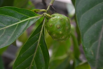 Noni fruit herbal medicines / fresh noni on tree
