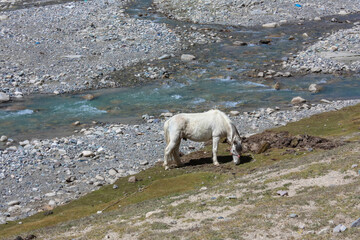 A white eating grass in Tibet on trekking route around mountain Kailash near a river with rocky shores, Tibet, Asia