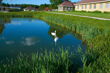 Fototapeta na wymiar white swans on the pond with a reflection of the clouds