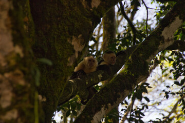 capuchin monkeys on top of a tree branch