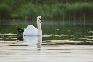 Obraz premium Swimming swan