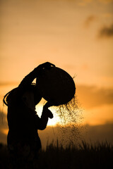 Silhouette farmers are collecting crops in the fields in a traditional way
