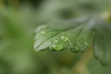 gooseberry leaf with a Dewdrop
