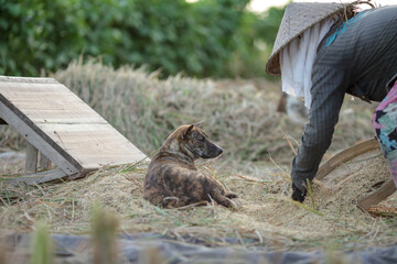 Farmers are collecting crops in the fields in a traditional way

