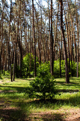 Obraz premium small tree grows in a pine forest