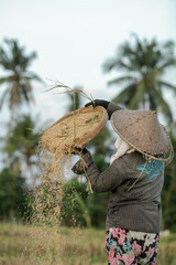 Farmers are collecting crops in the fields in a traditional way
