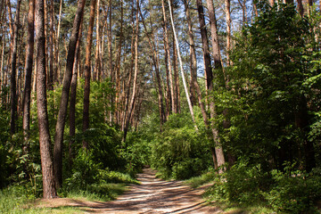 dirt path in a pine forest