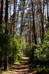 dirt path in a pine forest