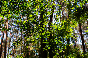 green leaves on a tree in bright sun