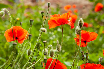 Obraz premium Red poppy flower on blurred bokeh background.