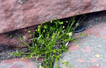 Obraz premium plant making its way through a crack in the asphalt. struggle for life