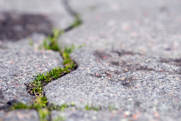 plant making its way through a crack in the asphalt. struggle for life
