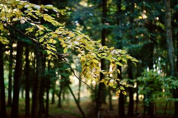 sun shining through trees