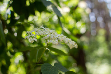 elderberry flowers growing in the forest