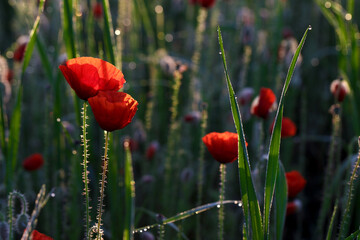 Obraz premium Red poppy flowers among grass with dew in a meadow at sunrise
