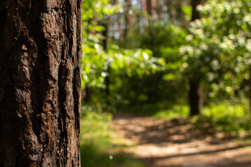pine close up on the background of the forest
