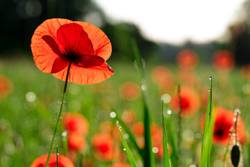 Red poppy flowers among grass with dew in a meadow at sunrise
