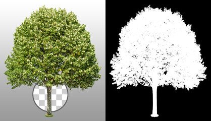 Linden. Cut out green tree isolated on transparent background via an alpha channel. Cutout deciduous tree in summer. High quality clipping mask for professional composition.