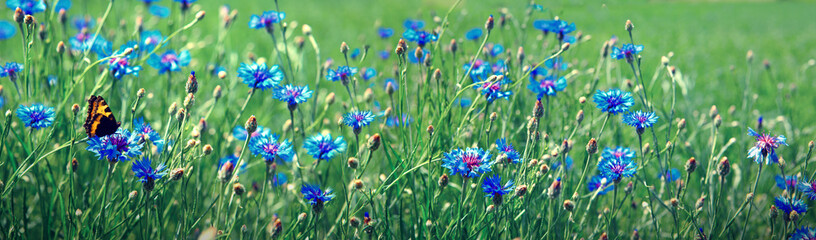 Orange butterfly on caucasian scabious in summer field.