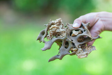 Termite nest structure on the hand
