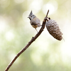 European crested tit  - Lophophanes cristatus - Herrerillo capuchino