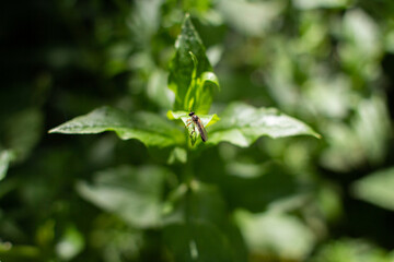 Dioctria sits on a green leaf