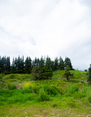 Fototapeta premium set of pine trees on the mountain