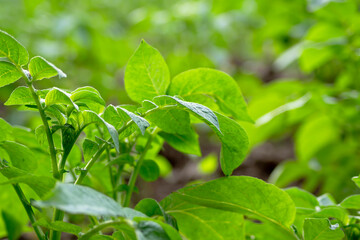 Macro de las hojas de la planta de la patata