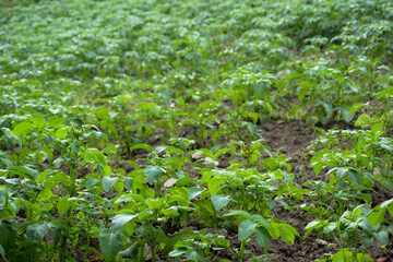 Plantación de patatas