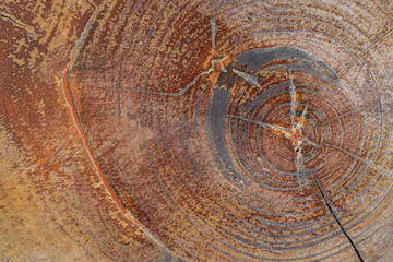 Naklejka premium Close-up surface texture of old wooden furniture with tree year circle for background.