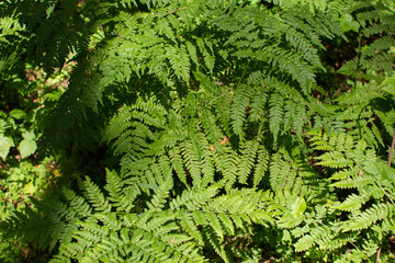 fern leaves grow in the forest
