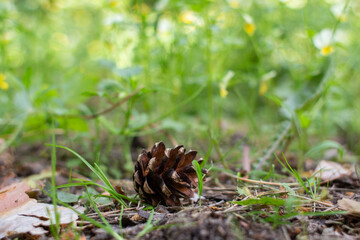 pine cone in the forest