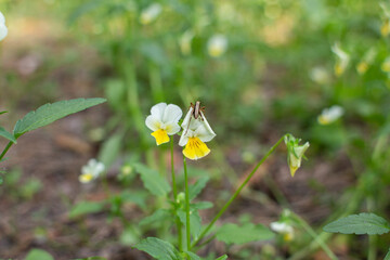small field violets grow in the forest