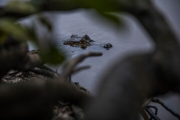 alligator swimming in river