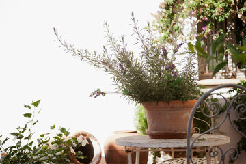 Lavender growing in clay pot