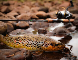 Brown trout hooked in shallow water with fishing tackle