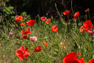 red poppy flowers grow in the forest