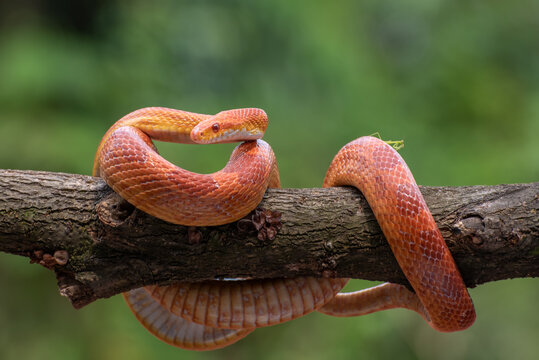 Red corn snake in tree branch