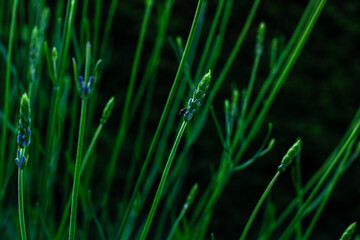 dew on grass